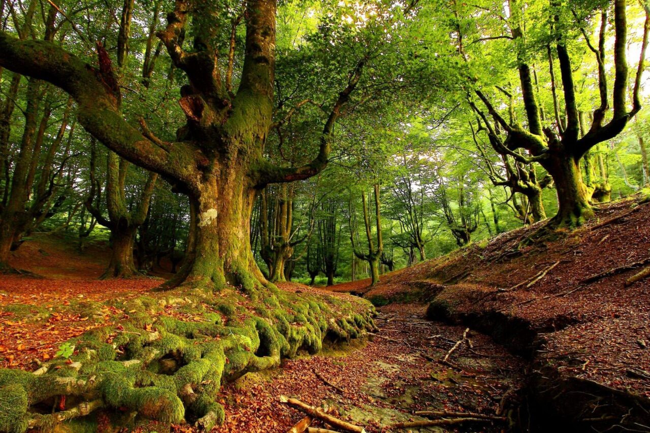 DIA INTERNACIONAL DAS FLORESTAS PROTEGER HOJE PARA UM FUTURO SUSTENTÁVEL